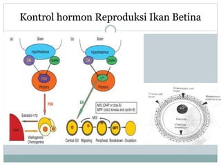 Kinerja Hormon Reproduksi ikan pada matakuliah endokrinologi ikan.pptx