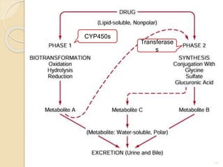 13
CYP450s
Transferase
s
 