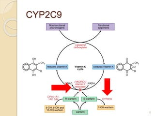 CYP2C9
17
 