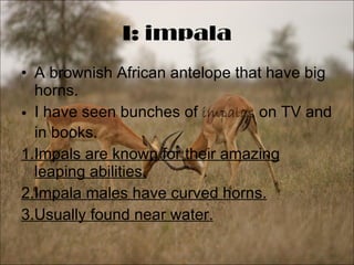 I: impala A brownish African antelope that have big horns. I have seen bunches of  impalas  on TV and in books. 1.Impals are known for their amazing leaping abilities. 2.Impala males have curved horns. 3.Usually found near water. 