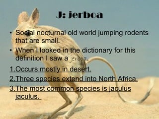 J: jerboa Social nocturnal old world jumping rodents that are small. When I looked in the dictionary for this definition I saw a  jerboa . 1.Occurs mostly in desert. 2.Three species extend into North Africa. 3.The most common species is jaculus jaculus.  