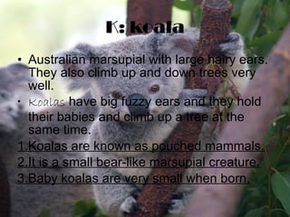 K: koala Australian marsupial with large hairy ears.  They also climb up and down trees very well. Koalas  have big fuzzy ears and they hold their babies and climb up a tree at the same time.  1.Koalas are known as pouched mammals. 2.It is a small bear-like marsupial creature. 3.Baby koalas are very small when born. 