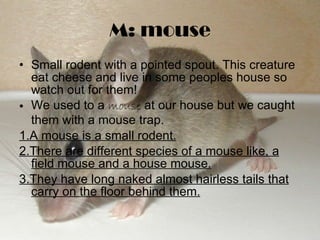 M: mouse Small rodent with a pointed spout. This creature eat cheese and live in some peoples house so watch out for them! We used to a  mouse  at our house but we caught them with a mouse trap. 1.A mouse is a small rodent. 2.There are different species of a mouse like, a field mouse and a house mouse. 3.They have long naked almost hairless tails that carry on the floor behind them. 