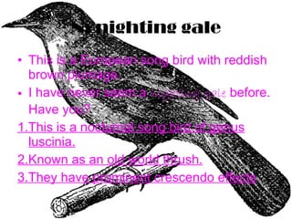 N: nighting gale This is a European song bird with reddish brown plumage.  I have never seem a  nighting gale  before. Have you? 1.This is a nocturnal song bird of genus luscinia. 2.Known as an old world thrush. 3.They have prominent crescendo effects . 