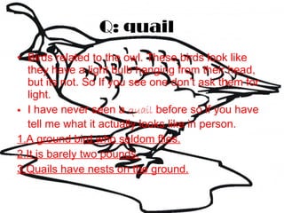 Q: quail Birds related to the owl. These birds look like they have a light bulb hanging from their head, but its not. So If you see one don’t ask them for light. I have never seen a  quail  before so if you have tell me what it actually looks like in person. 1.A ground bird who seldom flies. 2.It is barely two pounds. 3.Quails have nests on the ground. 