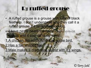 R: ruffed grouse A ruffed grouse is a grouse with tuffs of black feathers. I don’t understand why they call it a ruffed grouse if it isn’t ruffed looking. I have never heard the name  ruffed grouse  before and it sounds really weird. 1.A chicken like north American game bird. 2.Has a fan shaped tail. 3.Male makes a drumming sound with it’s wings. 