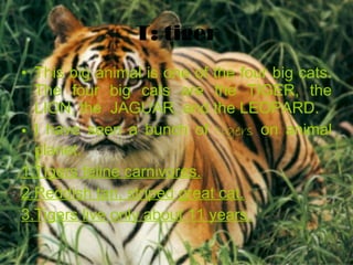 T: tiger This big animal is one of the four big cats. The four big cats are the TIGER, the LION, the  JAGUAR, and the LEOPARD. I have seen a bunch of  tigers  on animal planet. 1.Tigers feline carnivores. 2.Reddish tan, striped great cat. 3.Tigers live only about 11 years. 