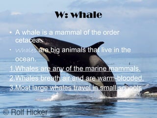 W: whale A whale is a mammal of the order cetacea.  Whales  are big animals that live in the ocean. 1.Whales are any of the marine mammals. 2.Whales breath air and are warm-blooded. 3.Most large whales travel in small schools . 