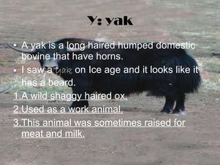 Y: yak A yak is a long haired humped domestic bovine that have horns.  I saw a  yak  on Ice age and it looks like it has a beard. 1.A wild shaggy haired ox. 2.Used as a work animal. 3.This animal was sometimes raised for meat and milk. 