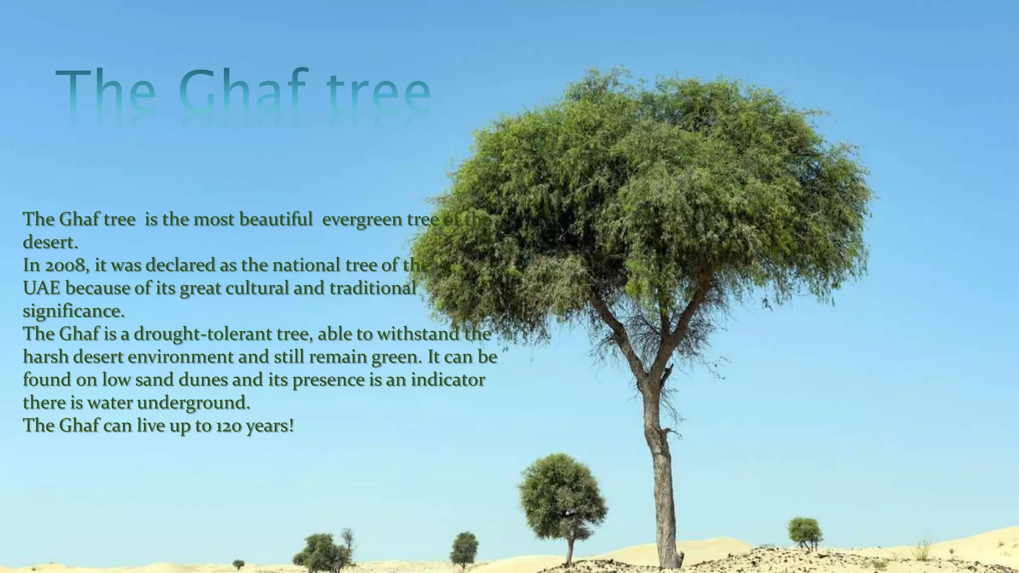 The Ghaf tree is the most beautiful evergreen tree of the
desert.
In 2008, it was declared as the national tree of the
UAE because of its great cultural and traditional
significance.
The Ghaf is a drought-tolerant tree, able to withstand the
harsh desert environment and still remain green. It can be
found on low sand dunes and its presence is an indicator
there is water underground.
The Ghaf can live up to 120 years!
 