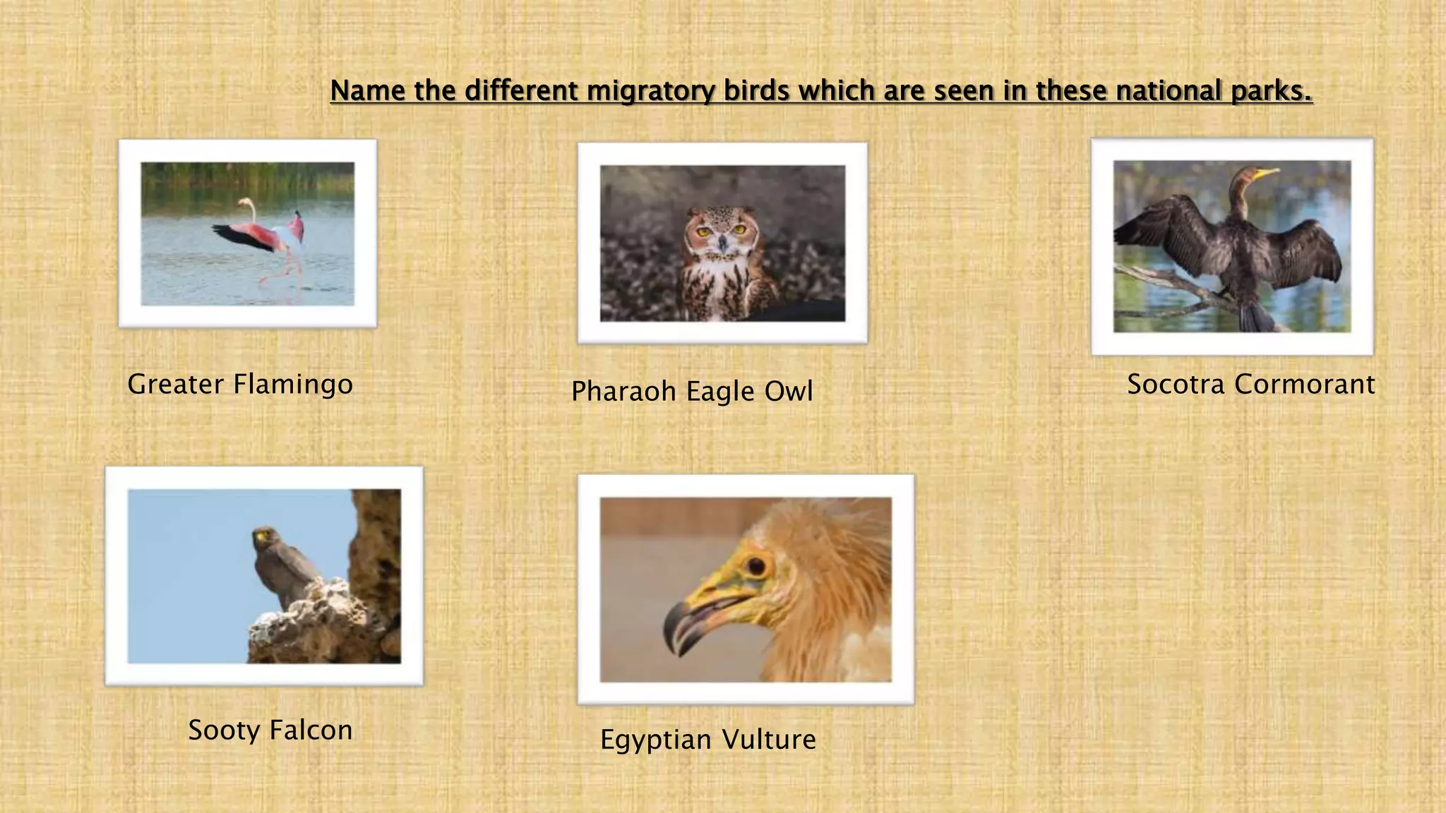 Name the different migratory birds which are seen in these national parks.
Socotra Cormorant
Greater Flamingo Pharaoh Eagle Owl
Sooty Falcon Egyptian Vulture
 