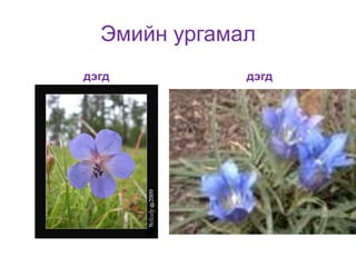 Эмийн ургамал
дэгд

дэгд

 