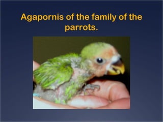Agapornis of the family of the
parrots.
 