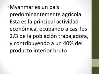 •Myanmar es un país
predominantemente agrícola.
Esta es la principal actividad
económica, ocupando a casi los
2/3 de la población trabajadora,
y contribuyendo a un 40% del
producto interior bruto
 