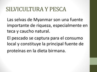SILVICULTURA Y PESCA
Las selvas de Myanmar son una fuente
importante de riqueza, especialmente en
teca y caucho natural.
El pescado se captura para el consumo
local y constituye la principal fuente de
proteínas en la dieta birmana.
 