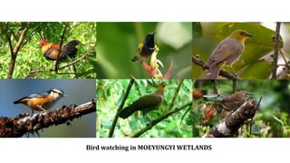 Bird watching in MOEYUNGYI WETLANDS 
 
