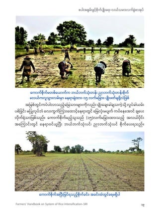 စပါးအစွမ်းဖွင့်စိုက်ပျိုးရေး-လယ်သမားလက်စွဲစာအုပ်
19Farmers’ Handbook on System of Rice Intensification-SRI
	 အမြစ်တွင်ကပ်ပ...