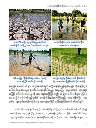 စပါးအစွမ်းဖွင့်စိုက်ပျိုးရေး-လယ်သမားလက်စွဲစာအုပ်
25Farmers’ Handbook on System of Rice Intensification-SRI
ရသည်။  ကောက်ပင်...