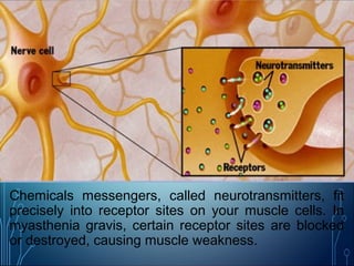 Chemicals messengers, called neurotransmitters, fit
precisely into receptor sites on your muscle cells. In
myasthenia gravis, certain receptor sites are blocked
or destroyed, causing muscle weakness.
 