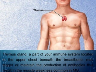 Thymus gland, a part of your immune system located
in the upper chest beneath the breastbone, may
trigger or maintain the production of antibodies that
result in the muscle weakness common in MG.
 