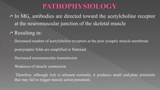 In MG, antibodies are directed toward the acetylcholine receptor
at the neuromuscular junction of the skeletal muscle
Resulting in:
 Decreased number of acetylcholine receptors at the post synaptic muscle membrane
 postsynaptic folds are simplified or flattened
 Decreased neuromuscular transmission
 Weakness of muscle contraction
 Therefore, although Ach is released normally, it produces small end-plate potentials
that may fail to trigger muscle action potentials.
 