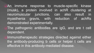  An immune response to muscle-speciﬁc kinase
(musk), a protein involved in achR clustering at
neuromuscular junctions, can also result in
myasthenia gravis, with reduction of achRs
demonstrated experimentally.
 The pathogenic antibodies are igG, and are t cell
dependent.
 Immunotherapeutic strategies directed against either
the antibody-producing b cells or helper t cells are
effective in this antibody-mediated disease.
 