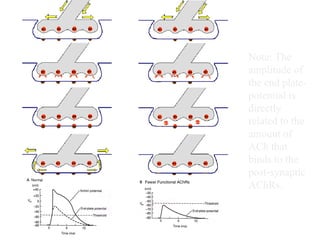 Note: The amplitude of the end plate-potential is directly related to the amount of ACh that binds to the post-synaptic AChRs. 