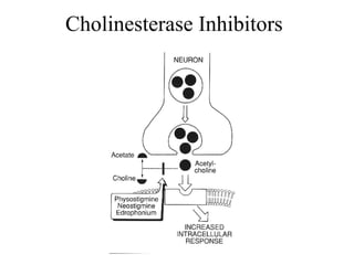 Cholinesterase Inhibitors 