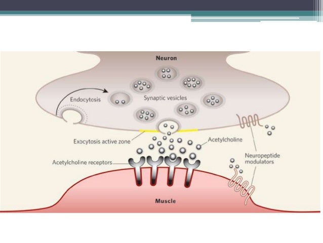 Myasthenia Gravis Definition