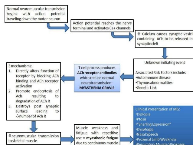 Myasthenia gravis neurological exam