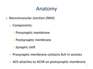 Anatomy
 Neuromuscular Junction (NMJ)
 Components:
 Presynaptic membrane
 Postsynaptic membrane
 Synaptic cleft
 Presynaptic membrane contains Àch in vesicles
 ACh attaches to AChR on postsynaptic membrane
5
 