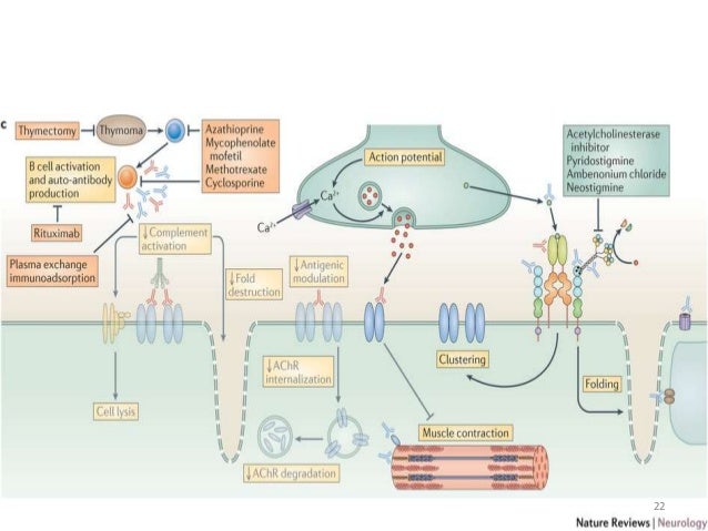 Mestinon Medication Myasthenia Gravis