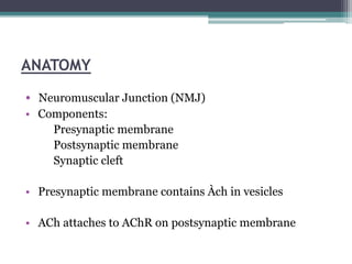 ANATOMY
• Neuromuscular Junction (NMJ)
• Components:
Presynaptic membrane
Postsynaptic membrane
Synaptic cleft
• Presynaptic membrane contains Àch in vesicles
• ACh attaches to AChR on postsynaptic membrane
 