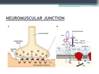 NEUROMUSCULAR JUNCTION
 