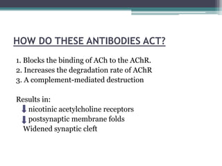 HOW DO THESE ANTIBODIES ACT?
1. Blocks the binding of ACh to the AChR.
2. Increases the degradation rate of AChR
3. A complement-mediated destruction
Results in:
nicotinic acetylcholine receptors
postsynaptic membrane folds
Widened synaptic cleft
 