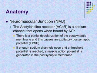 Anatomy
 Neuromuscular Junction (NMJ)
 The Acetylcholine receptor (AChR) is a sodium
channel that opens when bound by ACh
 There is a partial depolarization of the postsynaptic
membrane and this causes an excitatory postsynaptic
potential (EPSP)
 If enough sodium channels open and a threshold
potential is reached, a muscle action potential is
generated in the postsynaptic membrane
 