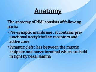 Anatomy
The anatomy of NMJ consists of following
parts:
•Pre-synaptic membrane : it contains pre-
junctional acetylcholine receptors and
active zone
•Synaptic cleft : lies between the muscle
endplate and nerve terminal which are held
in tight by basal lamina
 