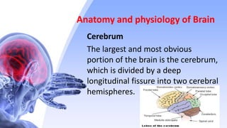 Anatomy and physiology of Brain
Cerebrum
The largest and most obvious
portion of the brain is the cerebrum,
which is divided by a deep
longitudinal fissure into two cerebral
hemispheres.
 
