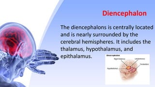 Diencephalon
The diencephalons is centrally located
and is nearly surrounded by the
cerebral hemispheres. It includes the
thalamus, hypothalamus, and
epithalamus.
 