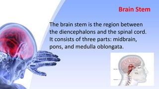 Brain Stem
The brain stem is the region between
the diencephalons and the spinal cord.
It consists of three parts: midbrain,
pons, and medulla oblongata.
 