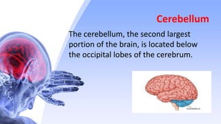 Cerebellum
The cerebellum, the second largest
portion of the brain, is located below
the occipital lobes of the cerebrum.
 