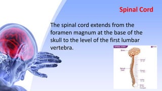 Spinal Cord
The spinal cord extends from the
foramen magnum at the base of the
skull to the level of the first lumbar
vertebra.
 