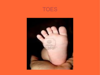 TOES
 