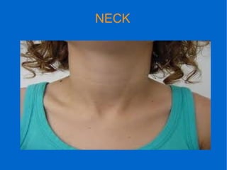 NECK
 