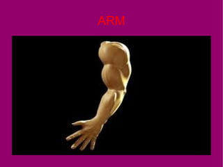 ARM
 