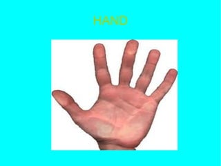 HAND
 