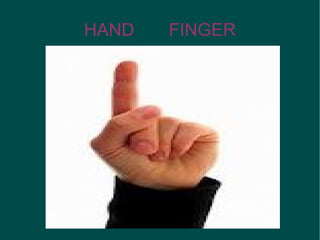 HAND   FINGER
 