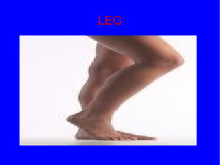 LEG
 