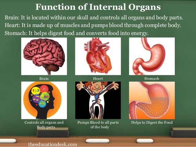 Internal Parts Of The Heart And Their Functions Image 