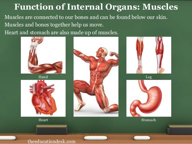 environmental science evs body parts worksheet class ii class 1 evs